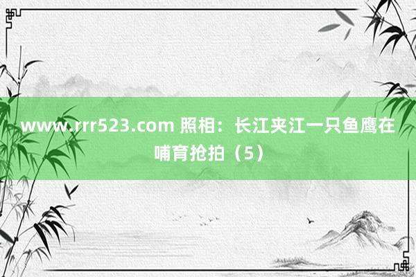 www.rrr523.com 照相：长江夹江一只鱼鹰在哺育抢